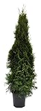 Thuja occidentalis Smaragd 120cm Lebensbaum im Topf gewachsen