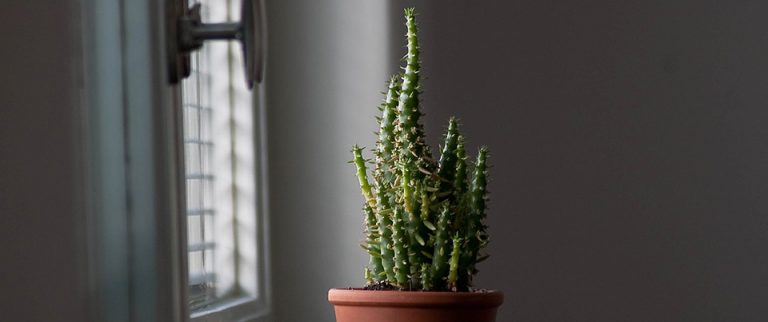 Kaktus Ableger In Wasser Oder Erde Kaktus-Ableger: Kakteen vermehren - so geht's! - HeimHausGarten