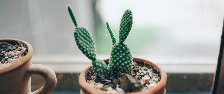 Kaktus Ableger In Wasser Oder Erde